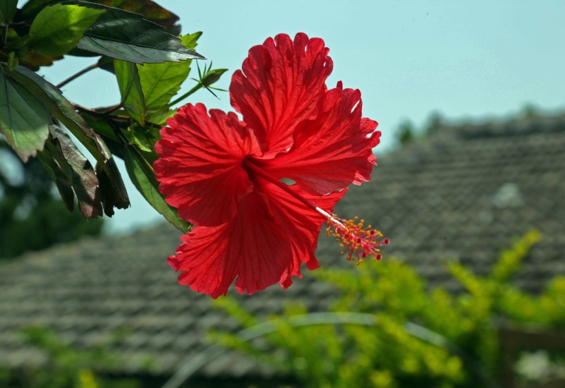 ハイビスカスの花イメージ