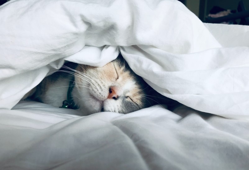 布団の中で猫が寝ている様子